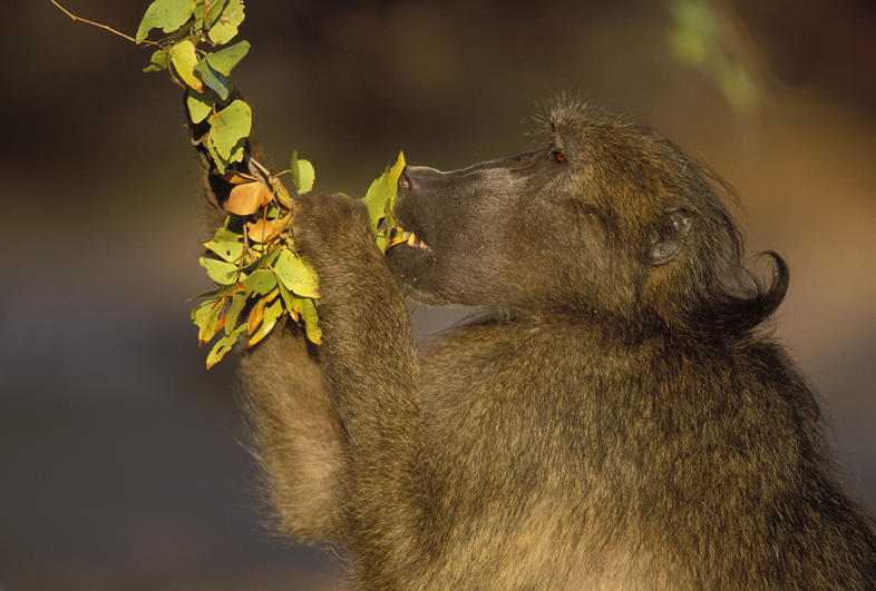 What Do Baboons Eat - Mammals - South Africa