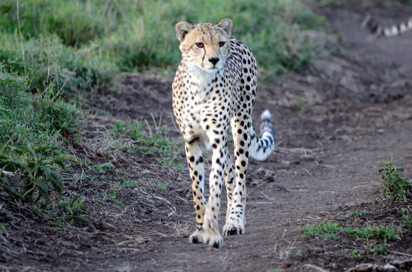 How are Cheetahs Built for Speed?