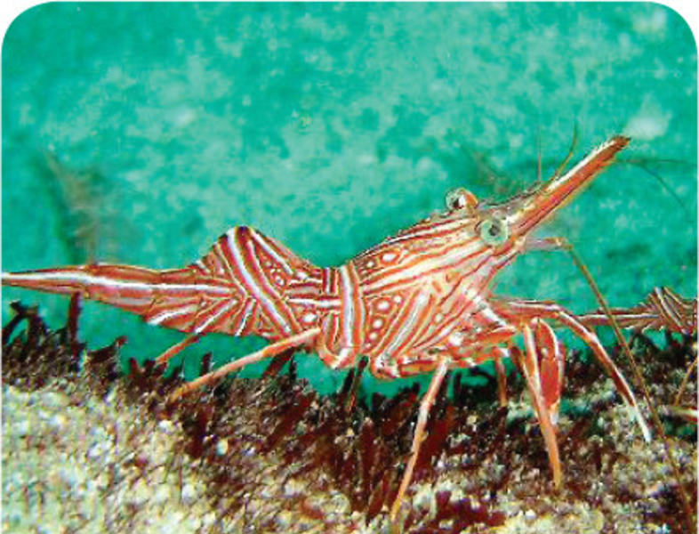 Cleaner Shrimp - Marine Life - South Africa