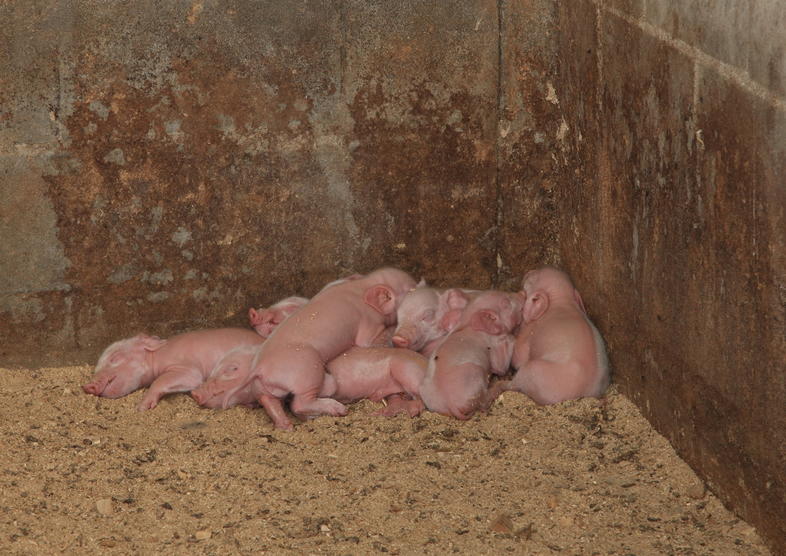 cold-stress-in-pigs-south-africa