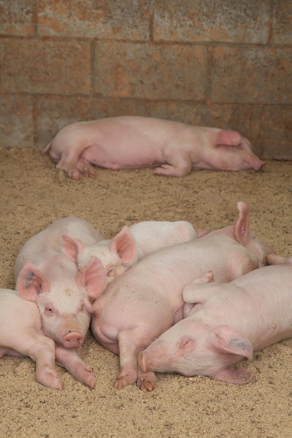 cold-stress-in-pigs-south-africa