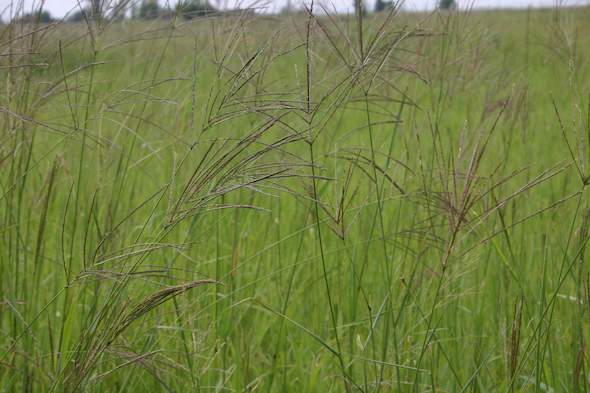 common-finger-grass-grass-south-africa