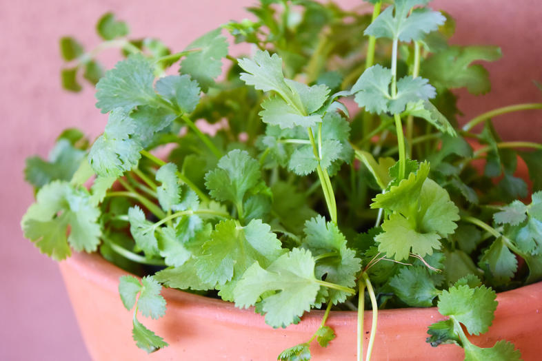 Coriander - Herb Growing in South Africa