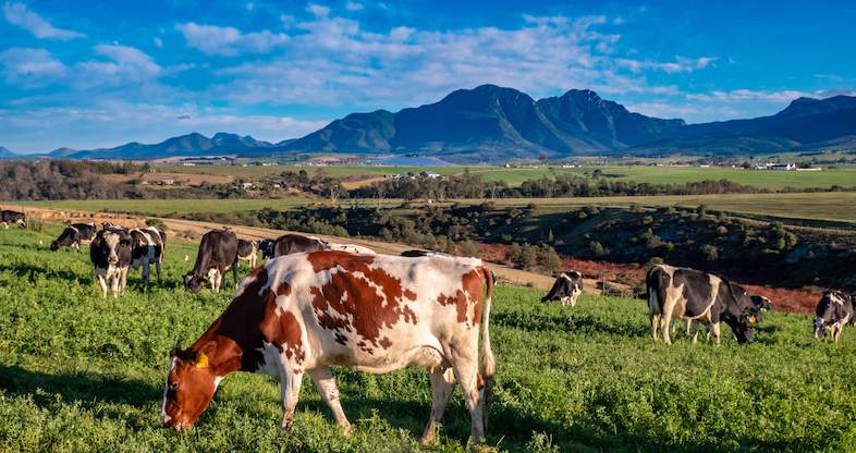 dairy farm business plan south africa