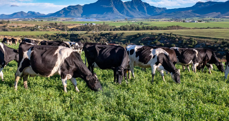 how-to-start-dairy-farming-south-africa