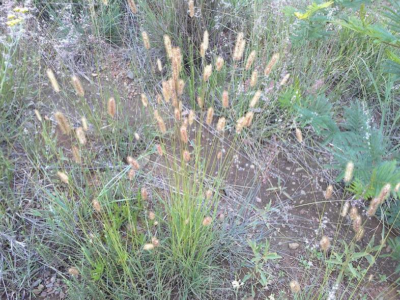 Types Of Creeping Grass Weeds