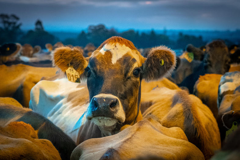 Types Of Dairy Cows In South Africa