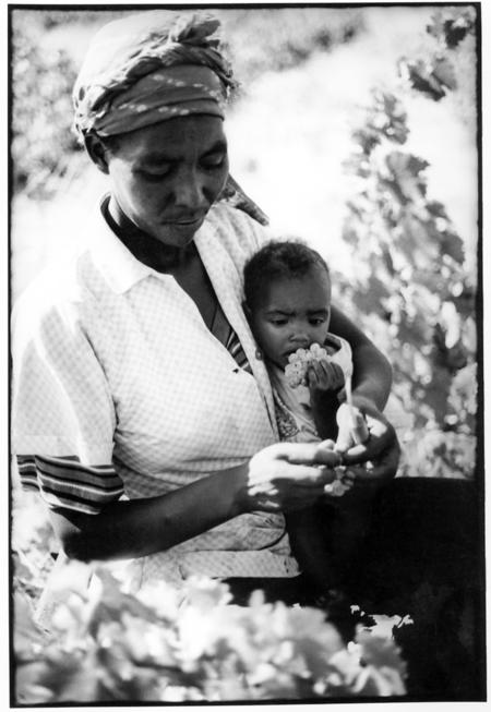 Life of a Swartland Farm Worker