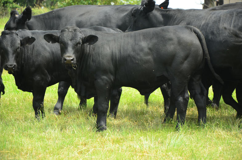 Drakensberger Cattle, South Africa