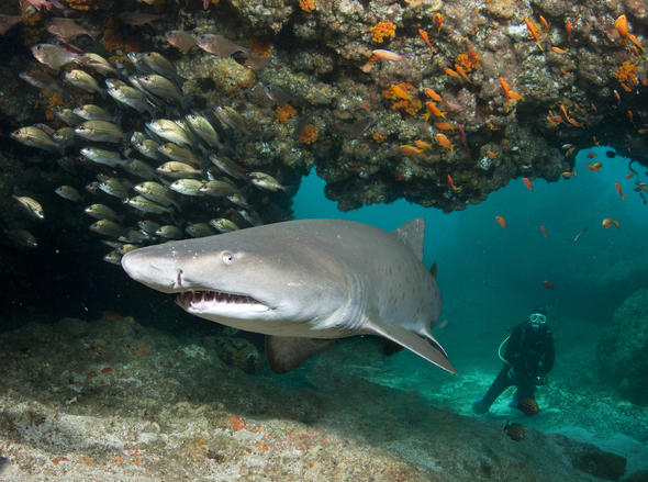 Aliwal Shoal Dive Spots in Umkomaas, KwaZulu-Natal, South Africa