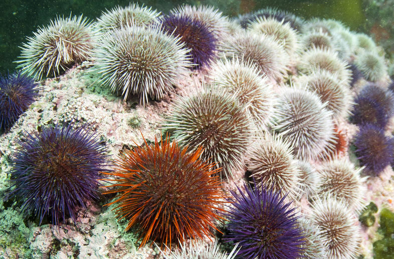 Sea Urchin - Marine Life - South Africa