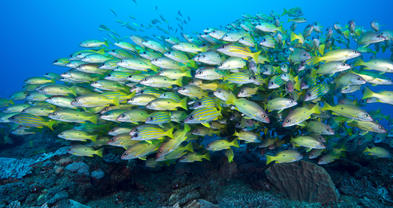 Snappers - Marine Life - South Africa