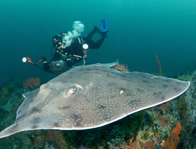 skates-marine-life-south-africa