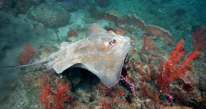 Stingrays - Marine Life - South Africa