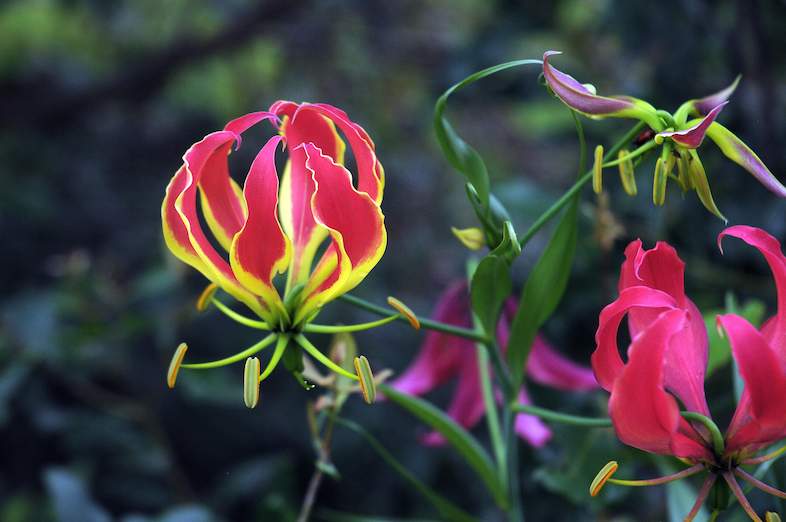 Flame Lily - Flowers - South Africa