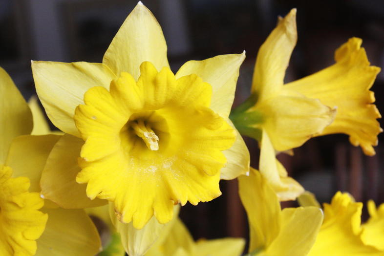 the-flower-industry-in-south-africa