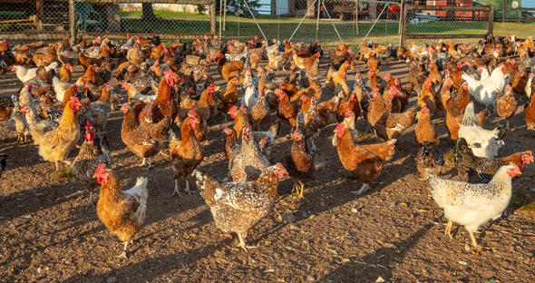 Indigenous Chicken Breeds In South Africa