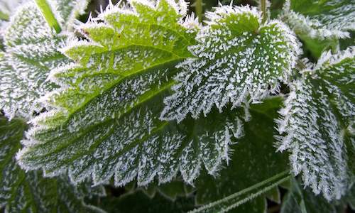 What is Frost? - Climate and Farming in South Africa