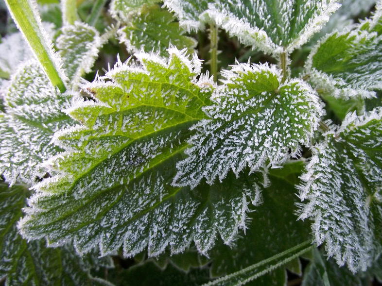 What is Frost? - Climate and Farming in South Africa
