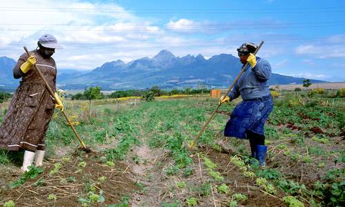 Vegetable Farming In South Africa