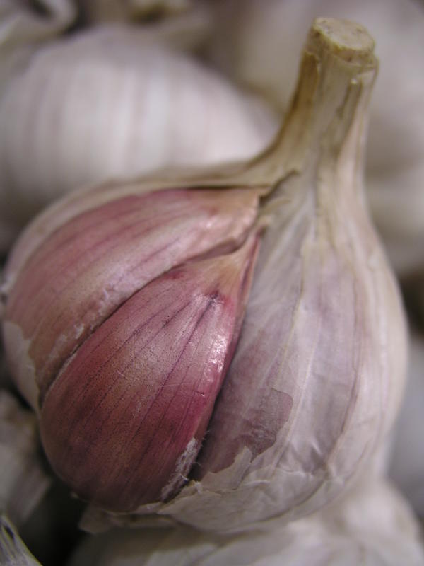 garlic-farming-in-south-africa-vegetable-farming-south-africa