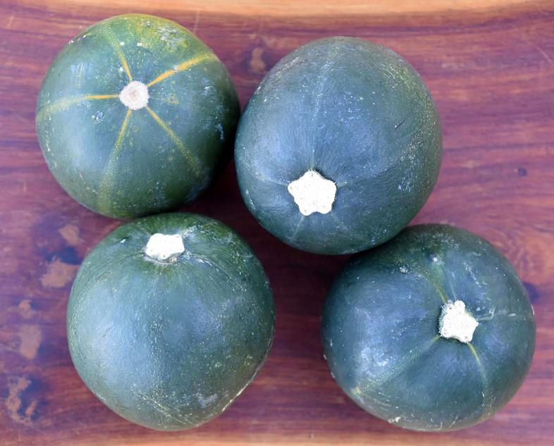 Gem Squash Planting