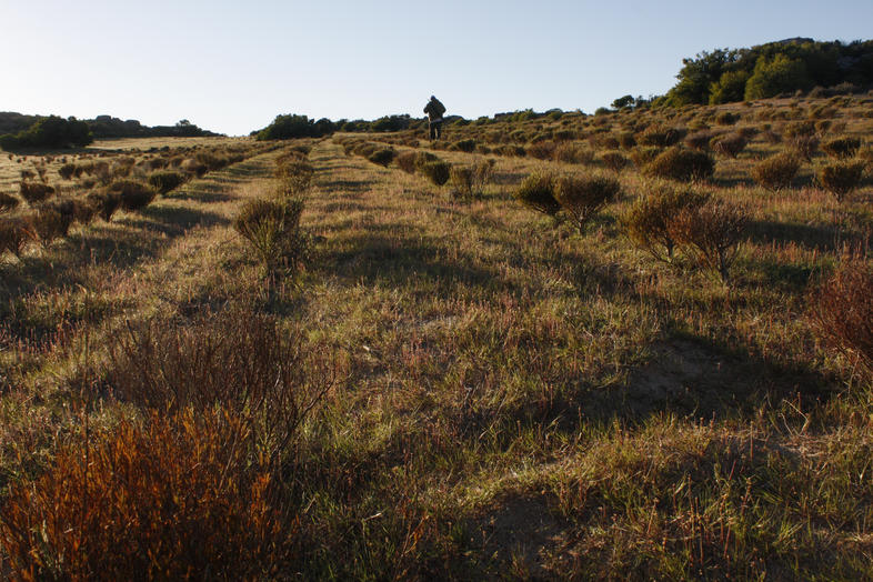 Wild Rooibos and Commercial Farms