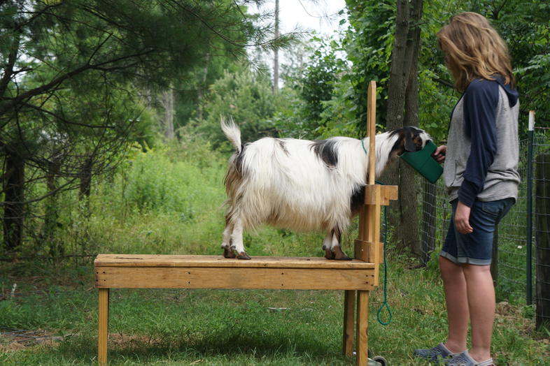 Milking of Dairy Goats - Goat Farming in South Africa