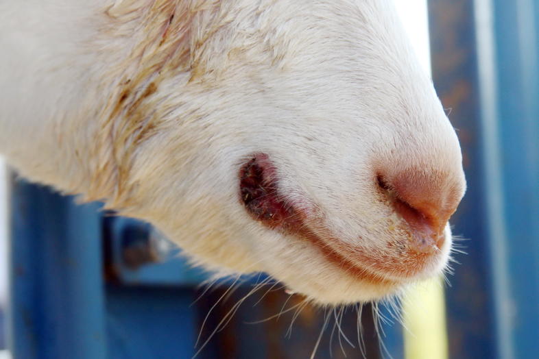 Common Diseases and Problems with Goats - Goat Farming in South Africa