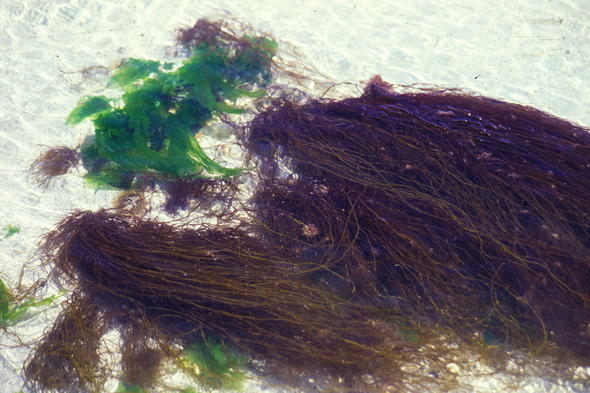 Kelp and Seaweed - Beneficial Species