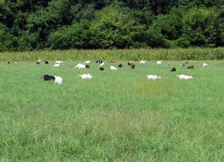 which-pasture-crops-to-plant-south-africa