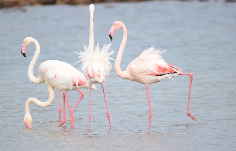 Wetland Birds of South Africa