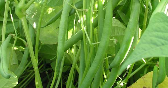 Green String Beans, Planting, Climate, Fertilization, Growth Period