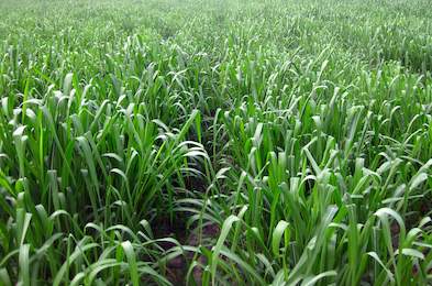 Guinea Grass - Grass - South Africa