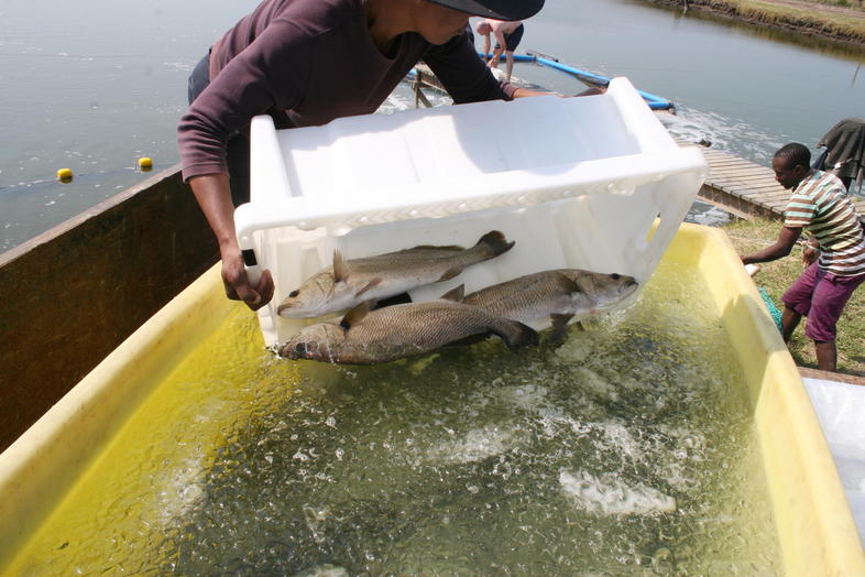 fish farming business plan in south africa