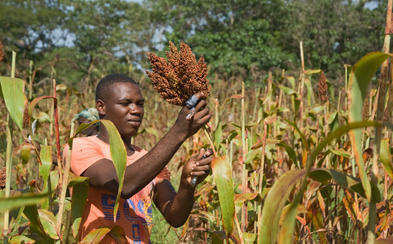 How to Grow Sorghum, Indigenous Grains of South Africa