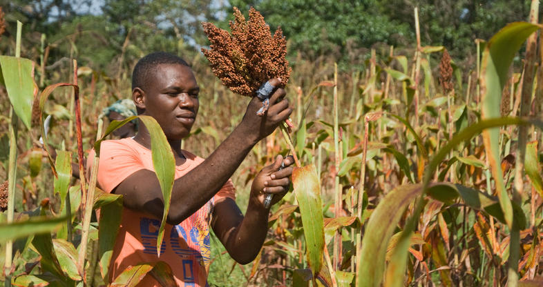 Grain Production In South Africa