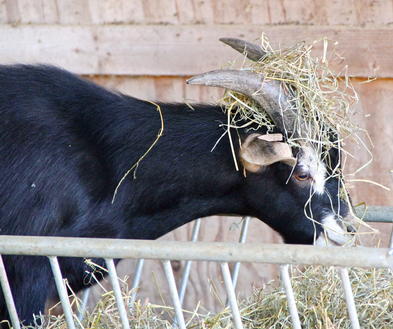 Feeding Programmes For Dairy Goats - Goat Farming In South Africa