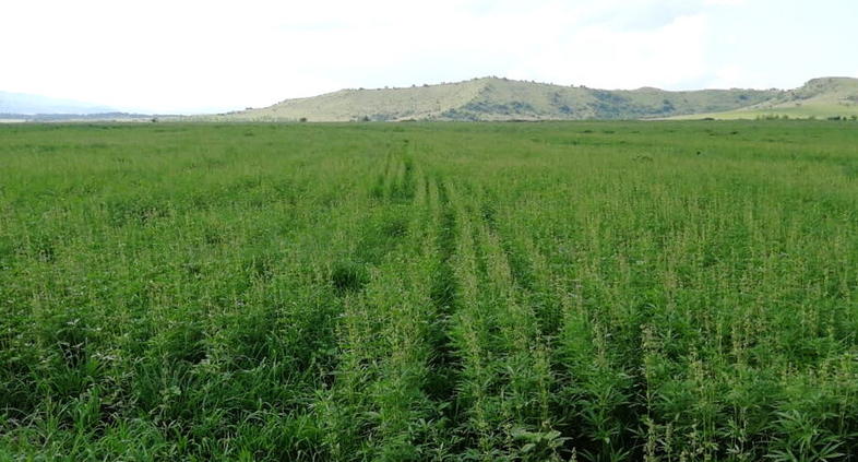 Growing Hemp - Field Crops in South Africa