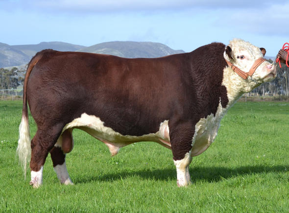 Hereford Cattle, South Africa