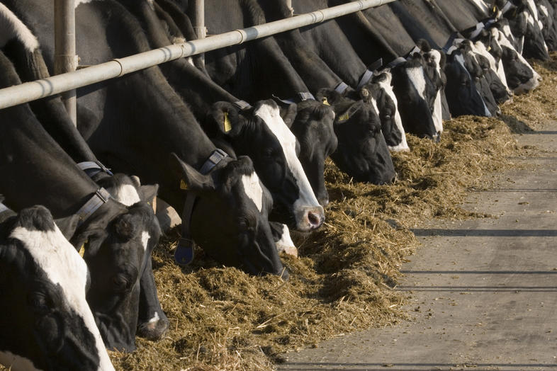 Feeding Concentrates For Dairy Cows
