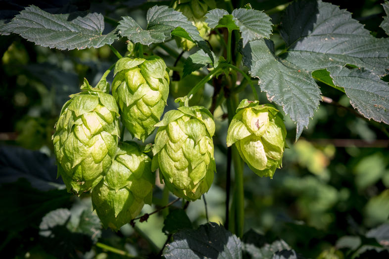 how-to-grow-your-own-hops-beer-making-south-africa