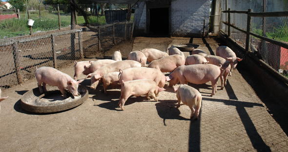 Housing Tips for Pigs, Farming Pigs in South Africa