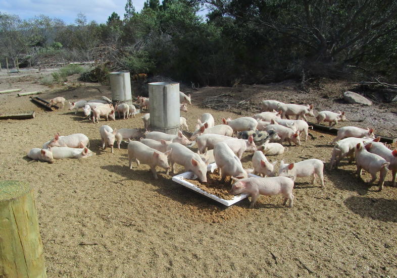 pig-farming-market-in-south-africa-farm-house