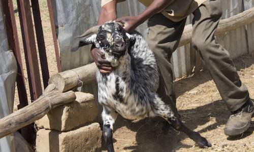 Goat Farming In South Africa