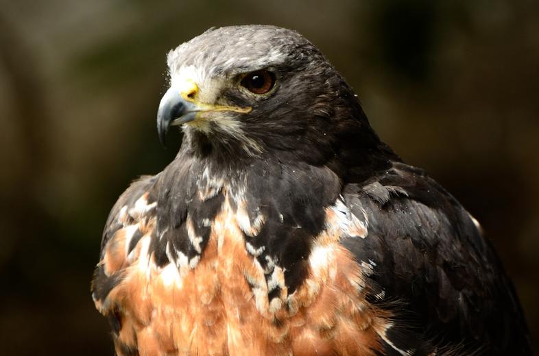 The Jackal Buzzard - Birds - South Africa