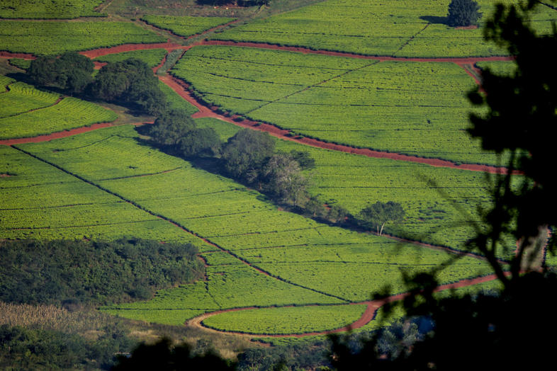 Tzaneen - South Africa Towns