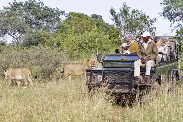 Kambaku River Sands - Timbavati Private Game Reserve Safari