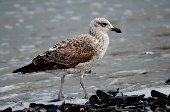 Identification of Cape Gulls