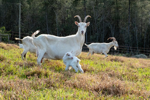 Goat Farming in South Africa